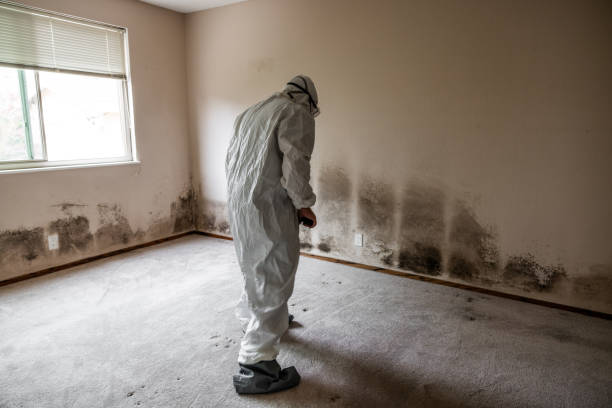 Best Emergency Mold Remediation in Dove Valley, CO